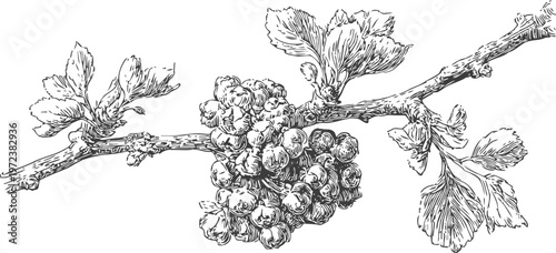 Detailed botanical drawing of a grapevine branch with grape cluster and leaves in vintage