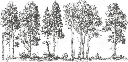 Hand drawn black and white set of tall trees with detailed branches and leaves cluster illustration