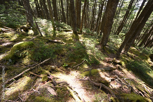 Climbing Mount Kobushigatake, Chichibu, Japan