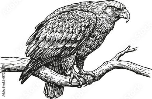 eagle perched on tree branch detailed black and white sketch, wild bird of prey illustration