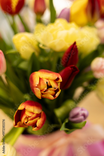 Beautiful and colorful tulip flowers closeup