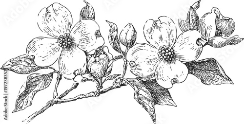 Dogwood branch with blooming flowers and leaves, detailed botanical line art illustration
