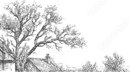 detailed black and white ink drawing of a large bare tree with textured branches over rooftops and shrubs
