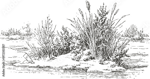 Riverbank vegetation with tall grasses and bushes by the water edge in natural landscape