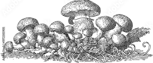 Hand drawn mushroom cluster with detailed stems and caps vintage botanical illustration of fungi growing on forest floor