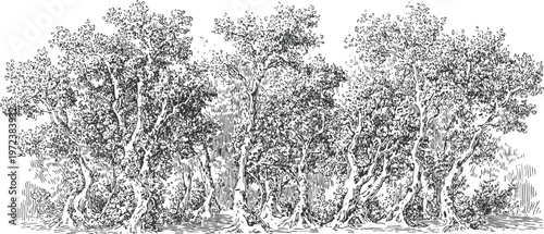detailed black and white illustration of lush oak trees in a dense forest natural landscape