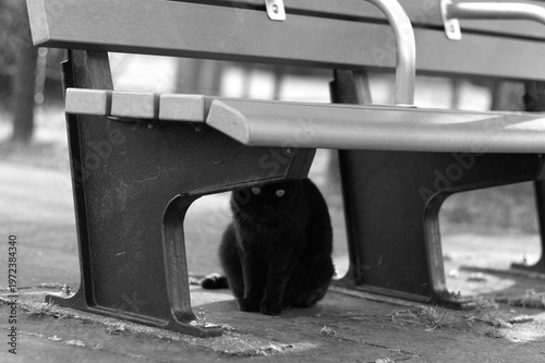 Obraz na plátně under the bench