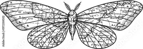 vintage butterfly illustration with map wings, detailed hand drawn insect engraving art