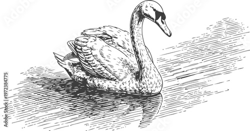 Black and white vintage illustration of a graceful swan swimming on the water surface with detailed feather and ripples