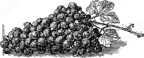 Black grape cluster with leaves vintage engraved illustration of ripe grapes on vine branch