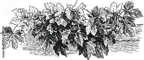 Vintage grapevine illustration with detailed leaves and branches in black and white engraving