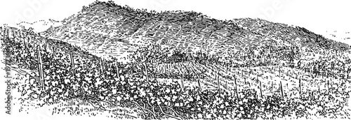 Vineyard on hillside with rows of grapevines in natural landscape, rural agriculture concept