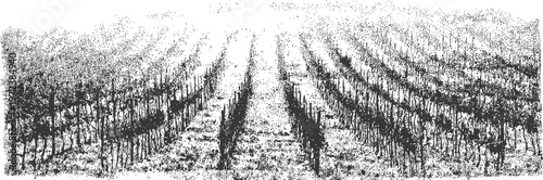 Vineyard rows extending into distance with young grapevines and bare earth soil in early season