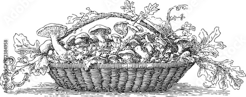 Basket filled with assorted wild mushrooms and leaves, vintage hand drawn illustration