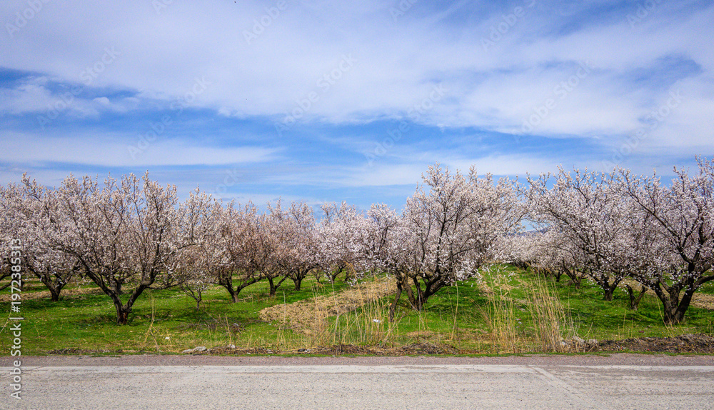 Fototapeta premium Almond orchard in bloom under a partly cloudy sky