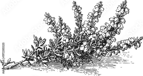 heather plant branch with flowers detailed botanical drawing in black and white