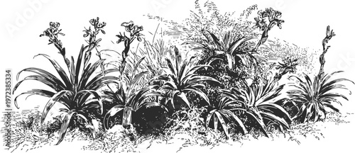 Vintage botanical illustration of flowering aloe plants with long leaves and spiky flowers in natural arrangement