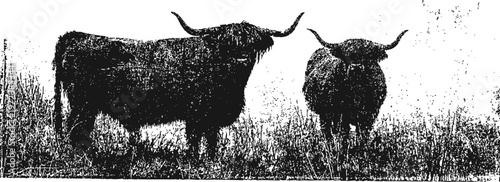 Two highland cattle with long horns standing in tall grass in a rustic farm setting