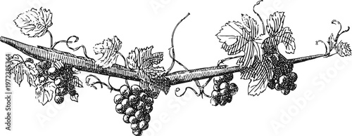 Vintage grapevine illustration with leaves and bunches of grapes in detailed black ink