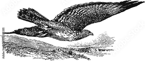 Vintage illustration of a hawk soaring with detailed feathers and landscape background