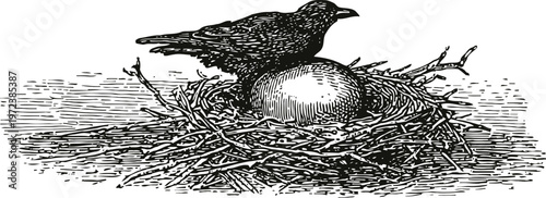 vintage illustration of a crow standing on a nest with a large egg in black ink