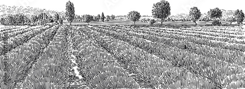 Expansive agricultural field with crops and scattered trees in rural landscape illustration