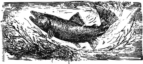 Leaping fish underwater among plants detailed black and white engraving illustration