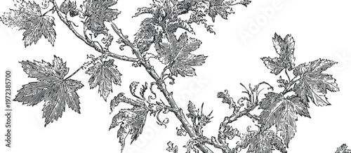 Detailed vintage engraving of grapevine branch with leaves and tendrils, botanical garden illustration