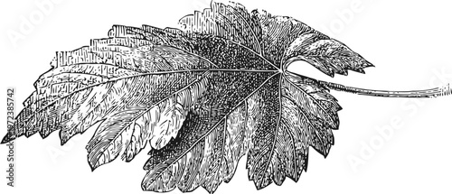 Detailed vintage illustration of a grapevine leaf with intricate veins and textured edges