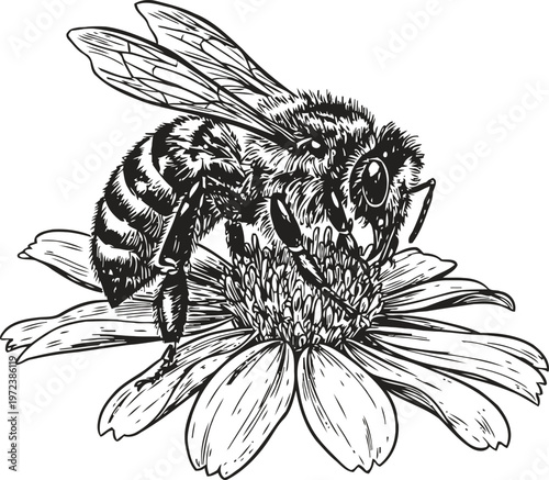 Honeybee collecting nectar on flower detailed black and white insect illustration with wings, legs, and floral petals