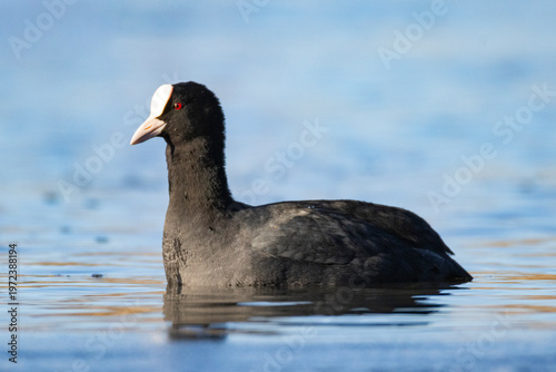 Photos A coot (Fulica atra) has just arrived to a bird-rich bay in Southern Finland