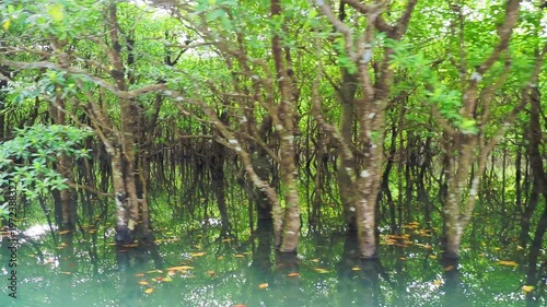 浦内川（沖縄県西表島）