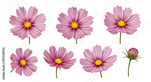 Collection of beautiful pink cosmos flowers in various perspectives from buds to full blooms on white background.