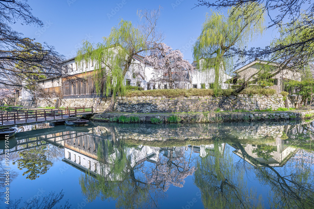Obraz premium 近江八幡・八幡掘 桜の季節