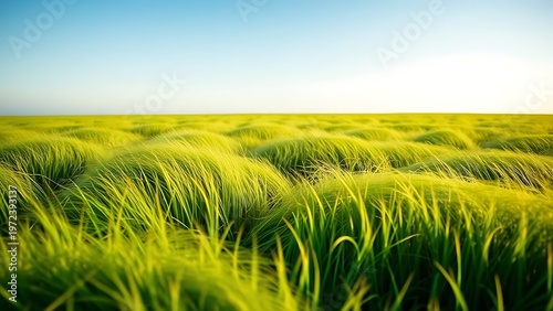 ryegrass. A dense meadow of green ryegrass waving in a gentle breeze. gardening catalogs, home-decor guides, designed for gardening and botanical catalogs, used by government communicators.
