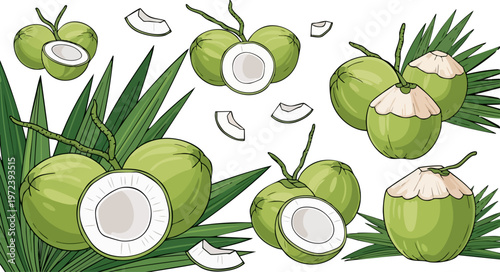 Fresh green coconut vector set, tropical young coconuts with palm leaves, whole and halved exotic fruits for summer beverage packaging