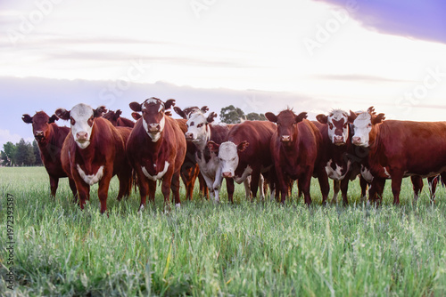 Cattle Herd in the Argentine countryside, La Pampa Province, Patagonia, Argentina.