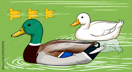 Mallard duck and white duck swimming with ducklings, cartoon waterfowl vector illustration, colorful farm birds on green water pond