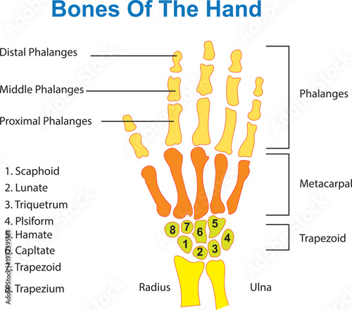 A professional and detailed vector illustration of the bones of the human hand, including the carpals, metacarpals, and phalanges. This minimalist skeletal design is perfect for orthopedic clinics