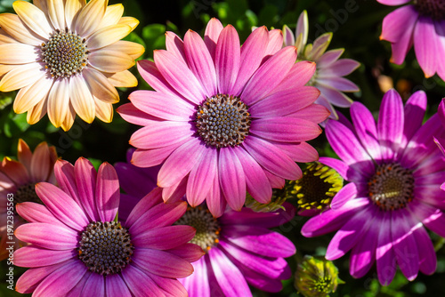 Close-up of vibrant pink an...