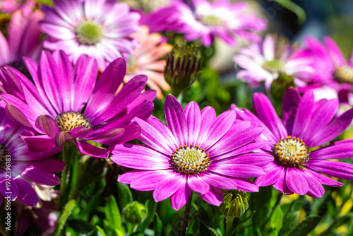 Close-up of vibrant pink an...
