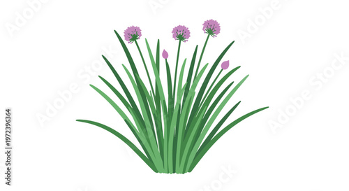 Fresh Chives Herb Plant with Purple Flowers Isolated on White Background