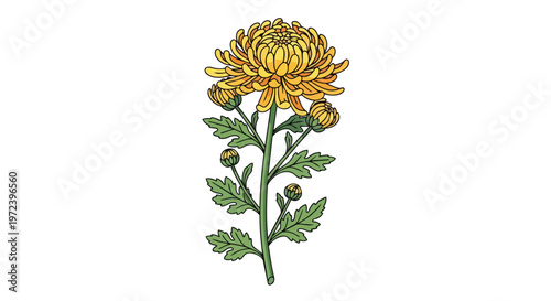 Hand Drawn Yellow Chrysanthemum Flower Illustration