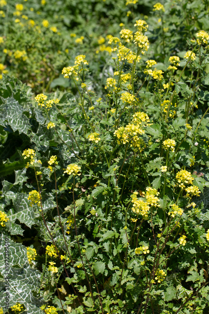 Obraz premium Field of vibrant yellow Wild Mustard (Sinapis arvensis) flowers blooming in the sunshine.