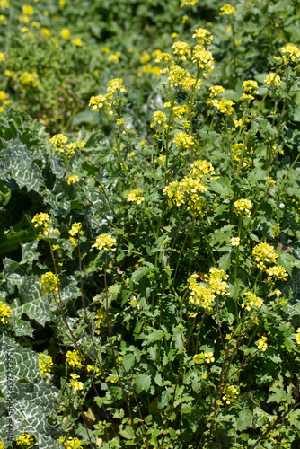 Field of vibrant yellow Wil...