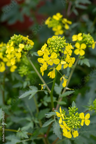 Field of vibrant yellow Wil...