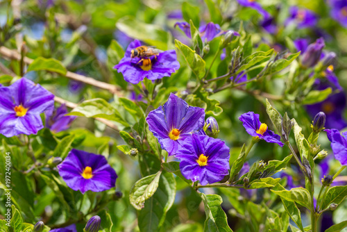 Close-up of vibrant purple ...