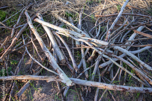 Foto Scattered dry tree branches and sticks on the ground