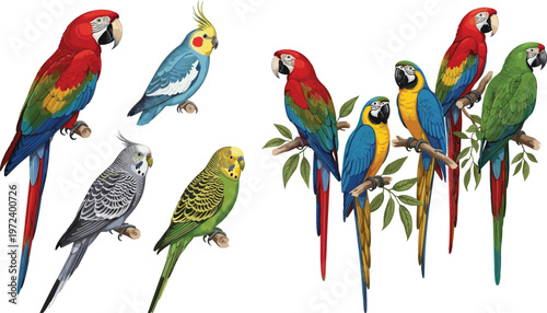 Colorful parrot and cockatiel bird illustration set featuring tropical macaws, budgerigar, and detailed realistic avian species in vibrant vector design