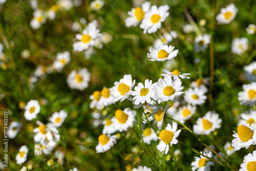 Close-up of blooming German...